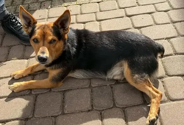 Urząd Gminy Trzebieszów szuka nowych domów dla dwóch psów